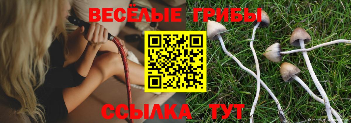 Псилоцибиновые грибы Psilocybe Черняховск
